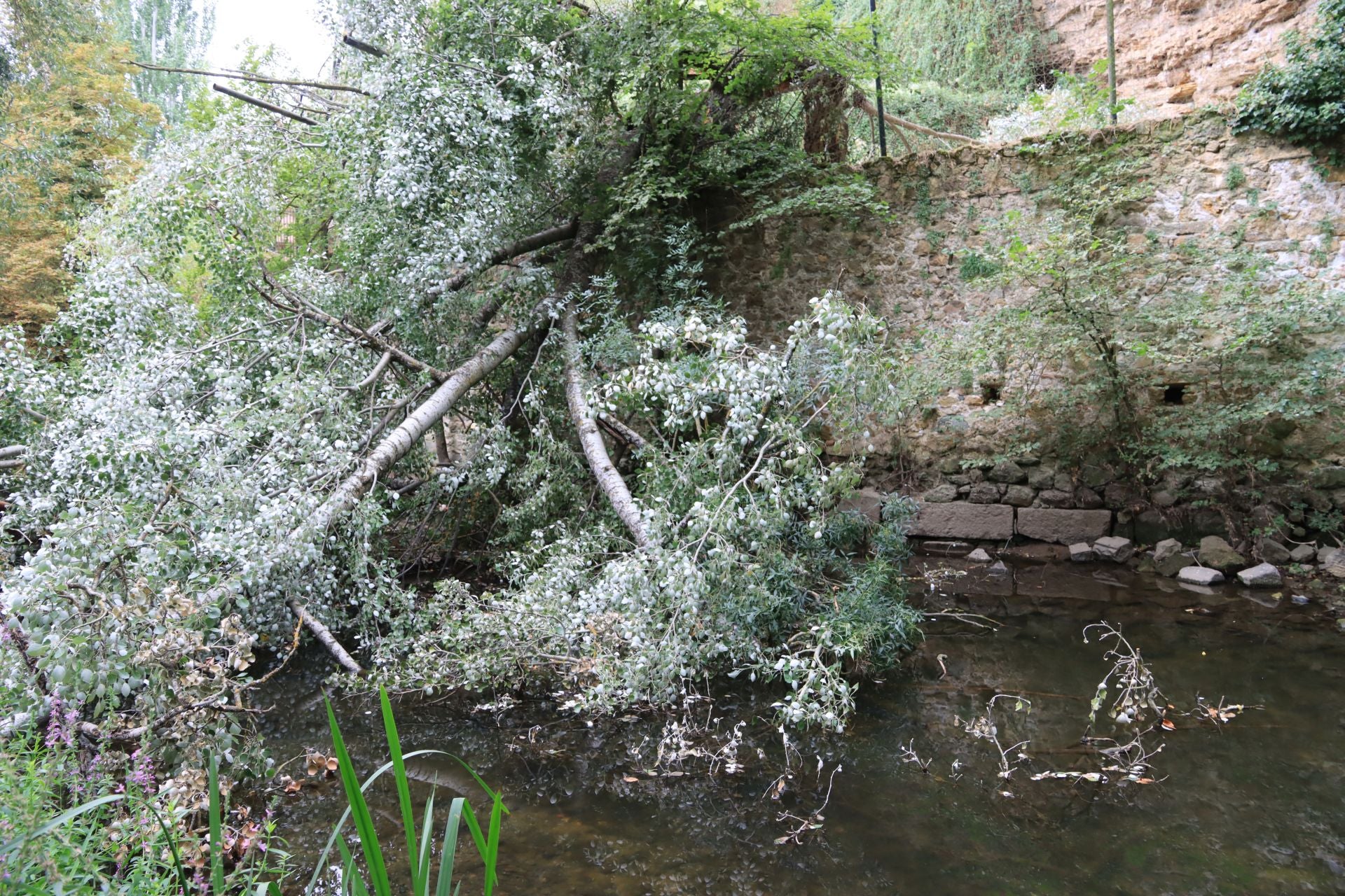 Árboles sobre el río Eresma este lunes por la mañana.