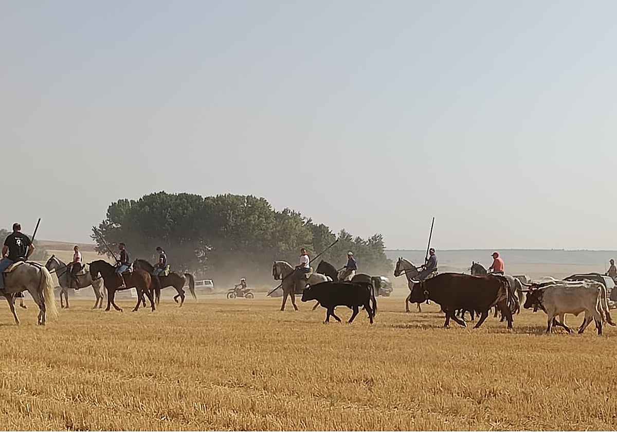 Los novillos con los bueyes son conducido por los caballistas