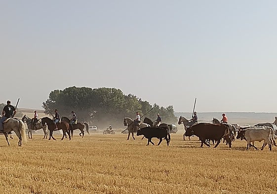 Los novillos con los bueyes son conducido por los caballistas