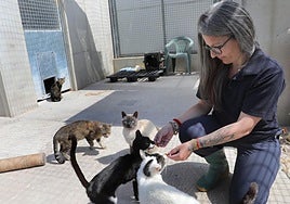 Susana Navarro, presidenta de Chiguitos Felinos, da de comer a unos gatos en la Protectora de Animales de Palencia.