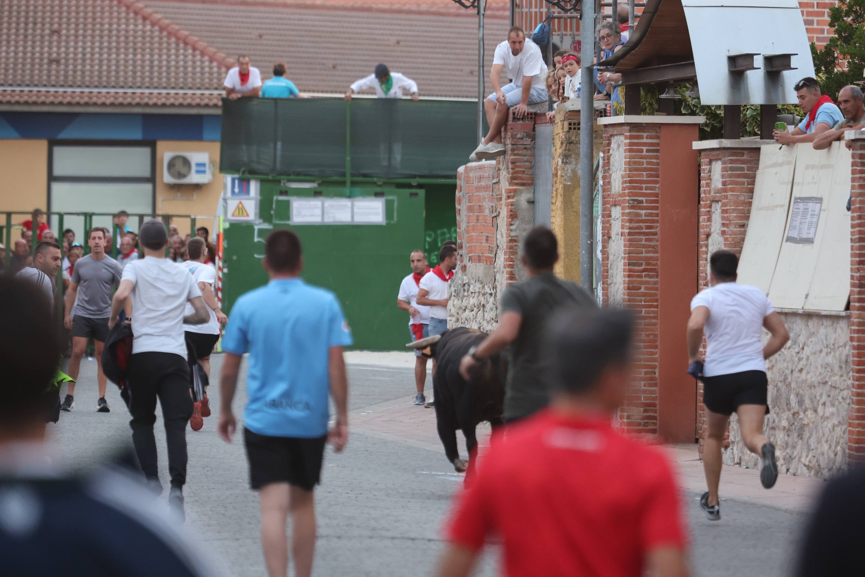 Las imágenes del encierro en Pedrajas de San Esteban
