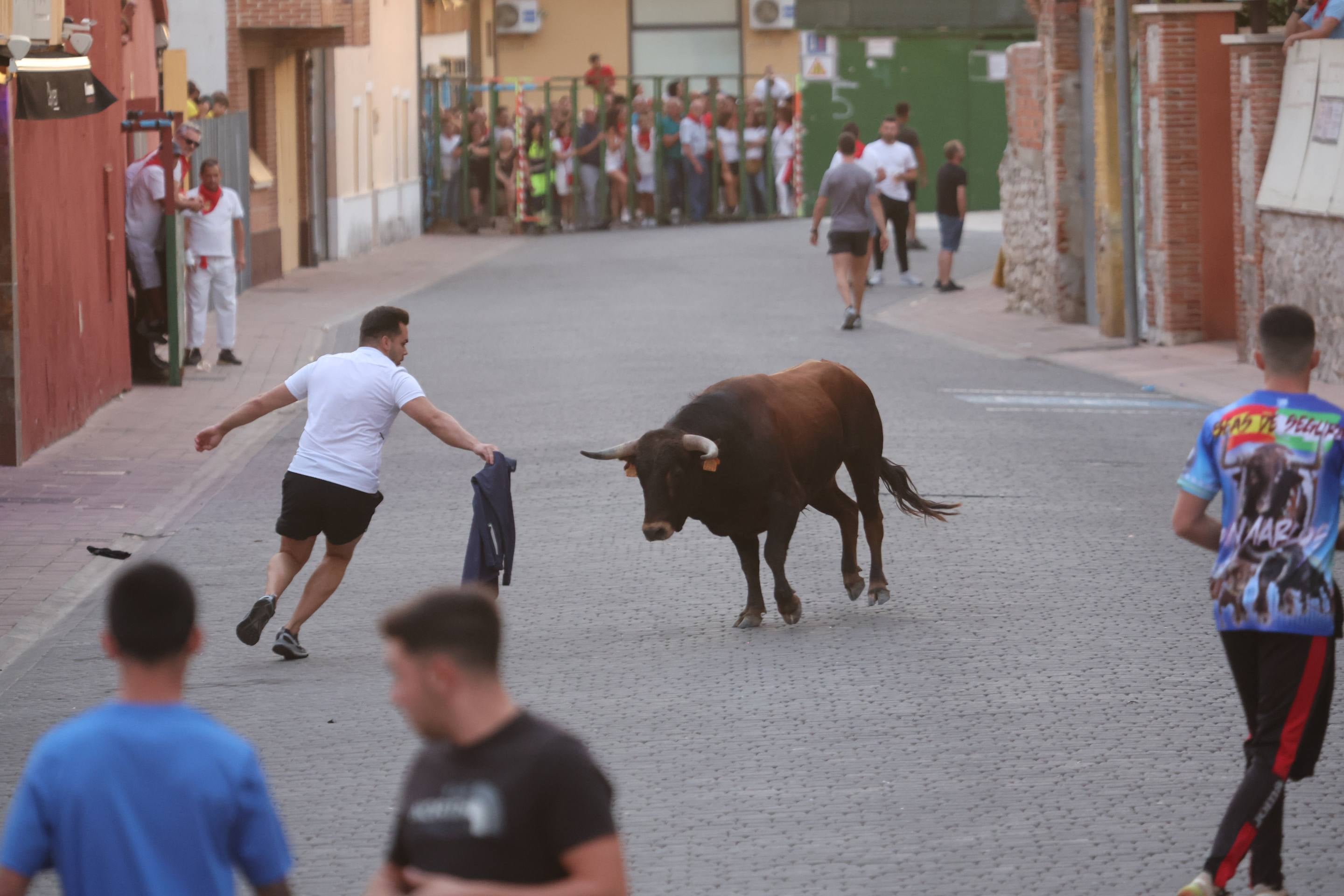 Las imágenes del encierro en Pedrajas de San Esteban