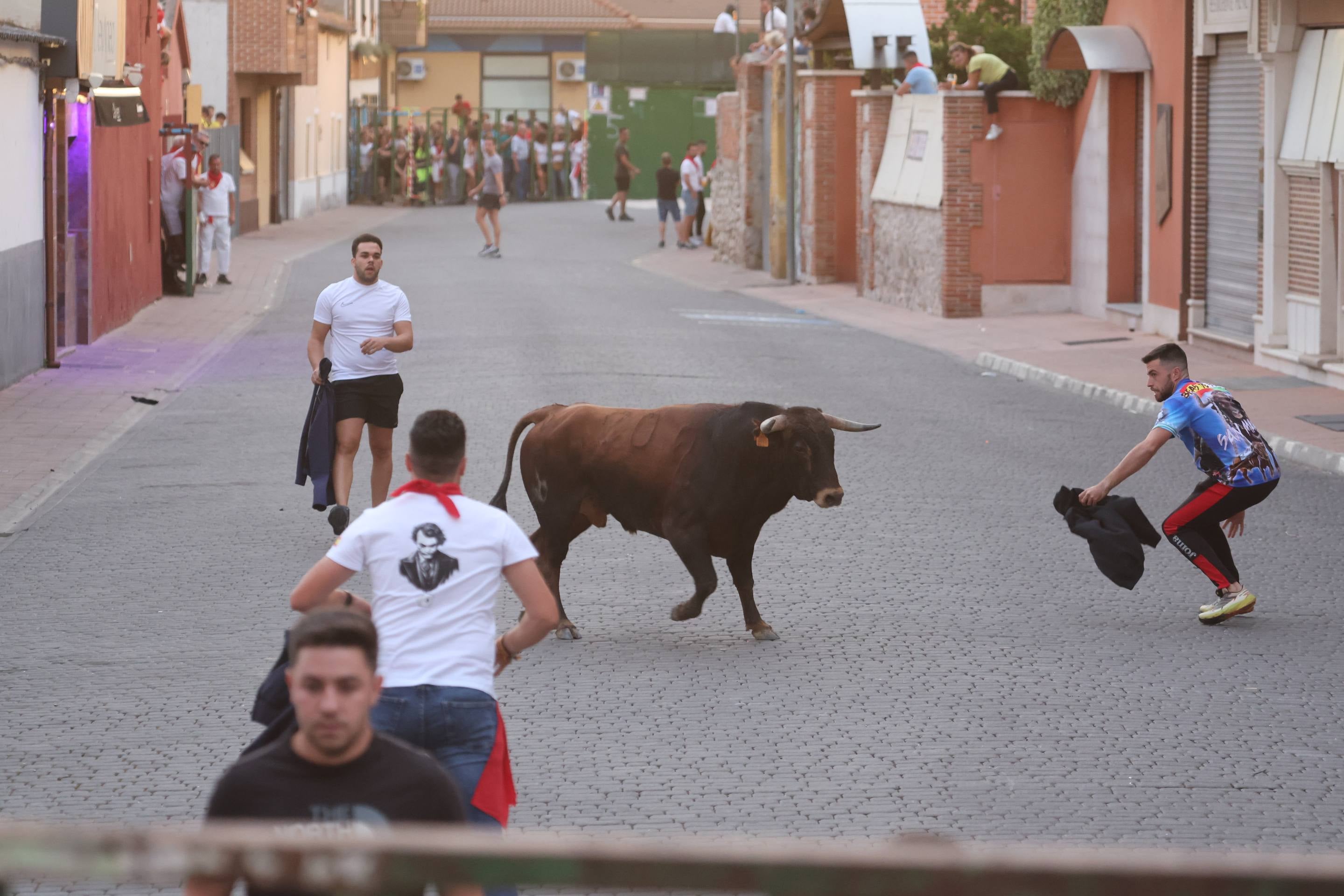 Las imágenes del encierro en Pedrajas de San Esteban