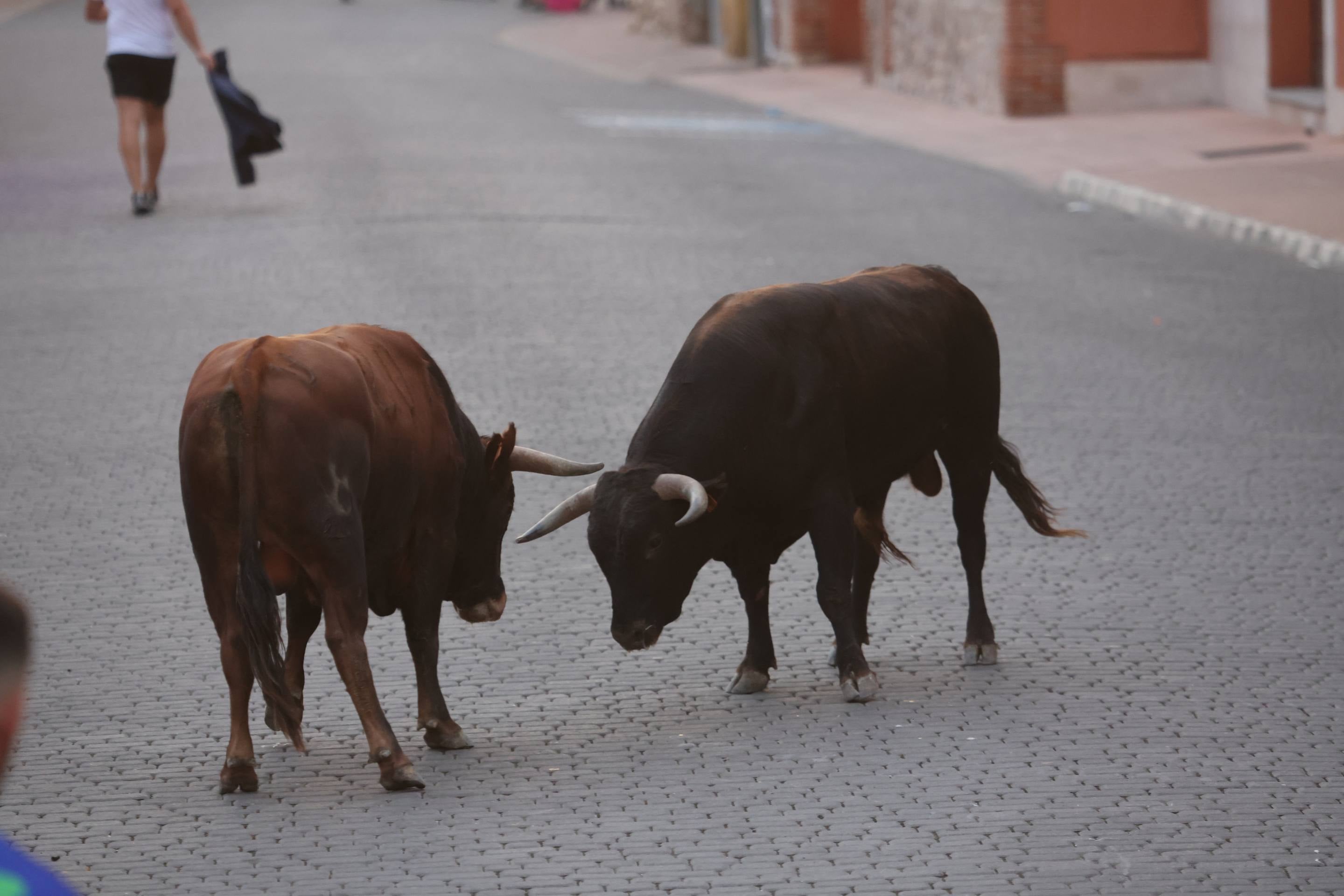 Las imágenes del encierro en Pedrajas de San Esteban