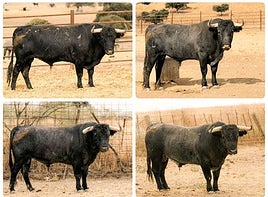 Hechuras de lujo en la corrida de Victorino Martín para la Feria de la Virgen de San Lorenzo de Valladolid