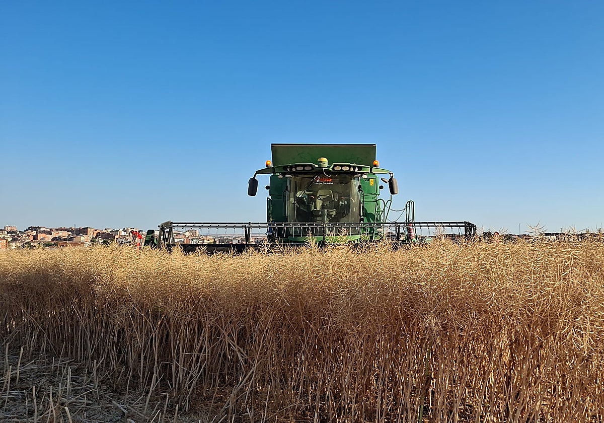 Labores de cosecha de colza en la provincia de Zamora.