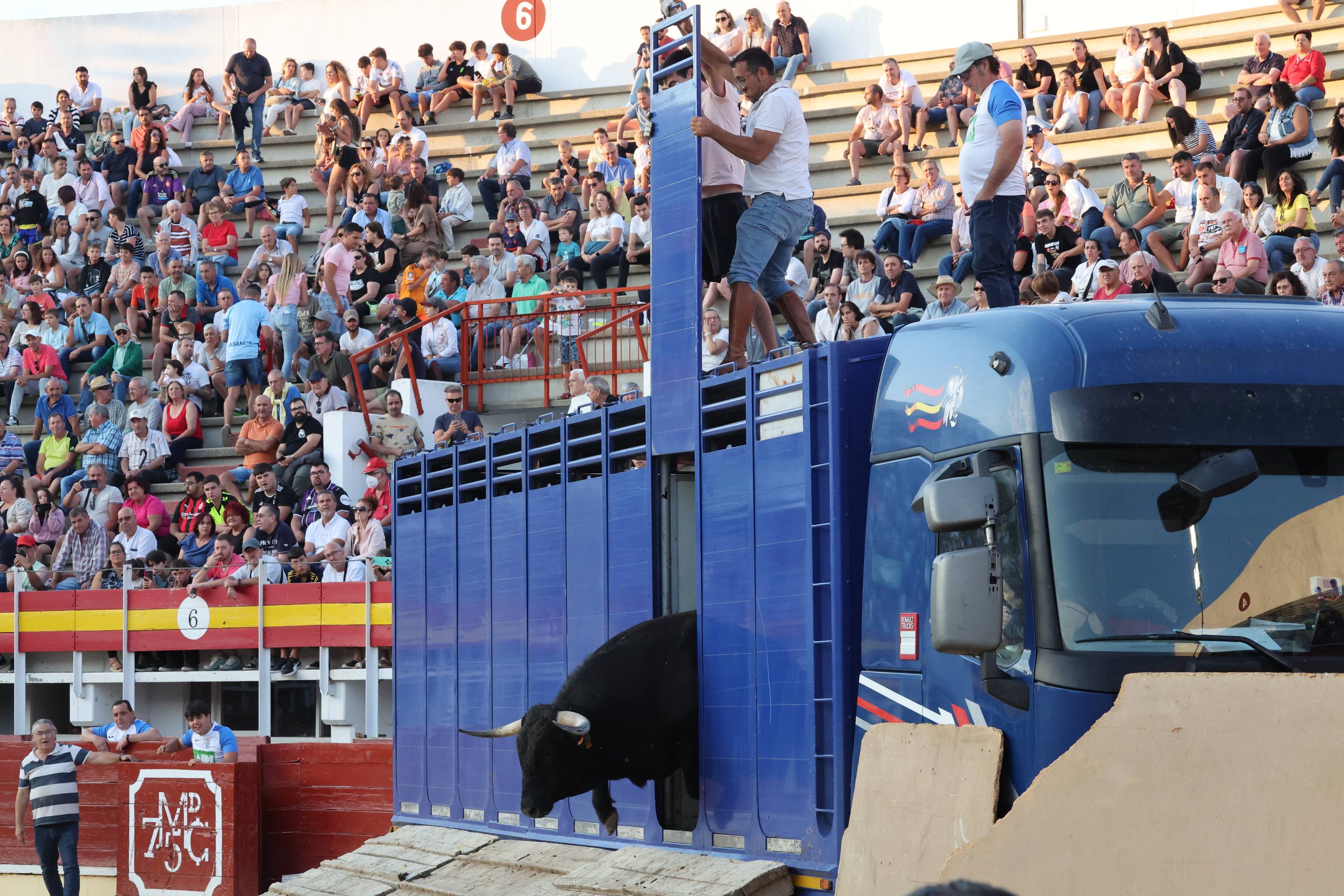 El encierro de bueyes y el desenjaule de novillos de Medina del Campo, en imágenes