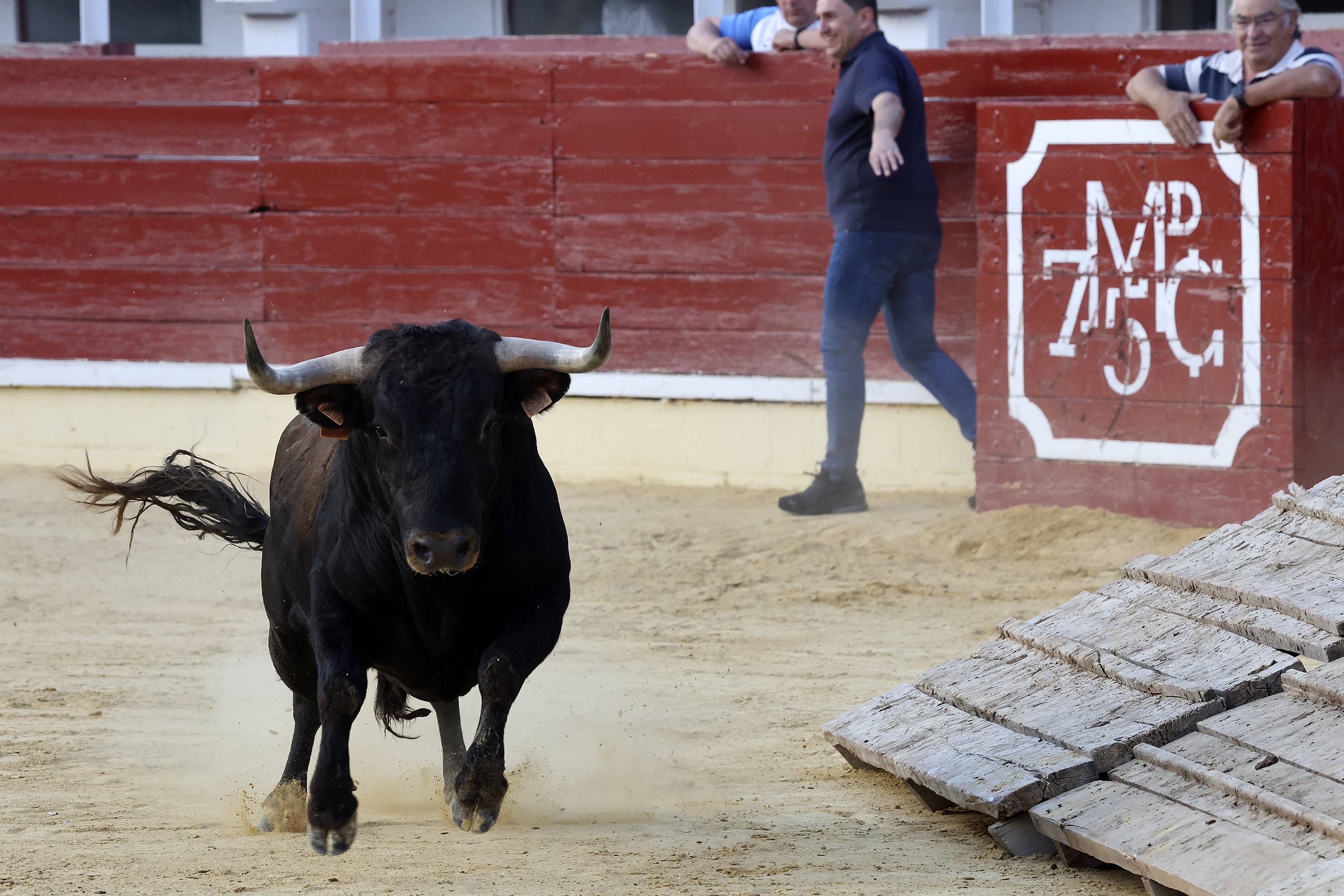 El encierro de bueyes y el desenjaule de novillos de Medina del Campo, en imágenes