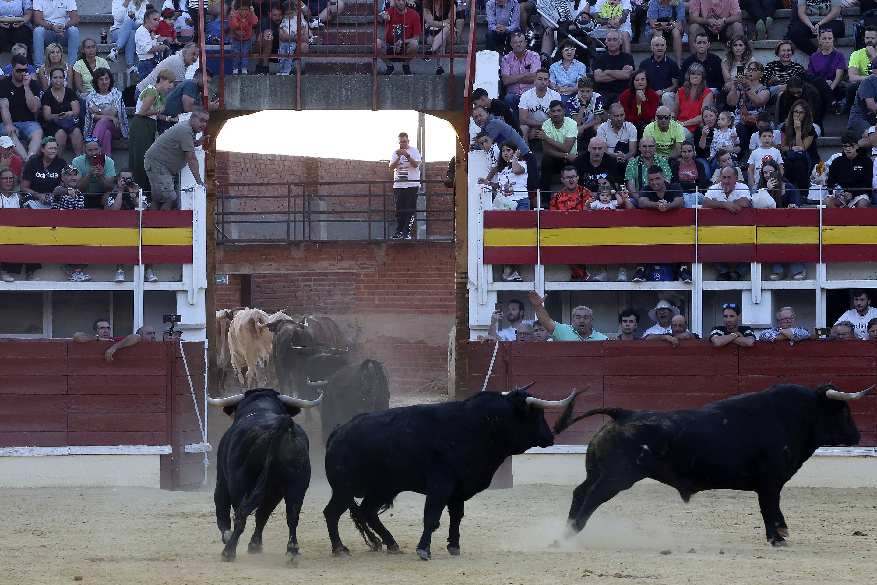 El encierro de bueyes y el desenjaule de novillos de Medina del Campo, en imágenes