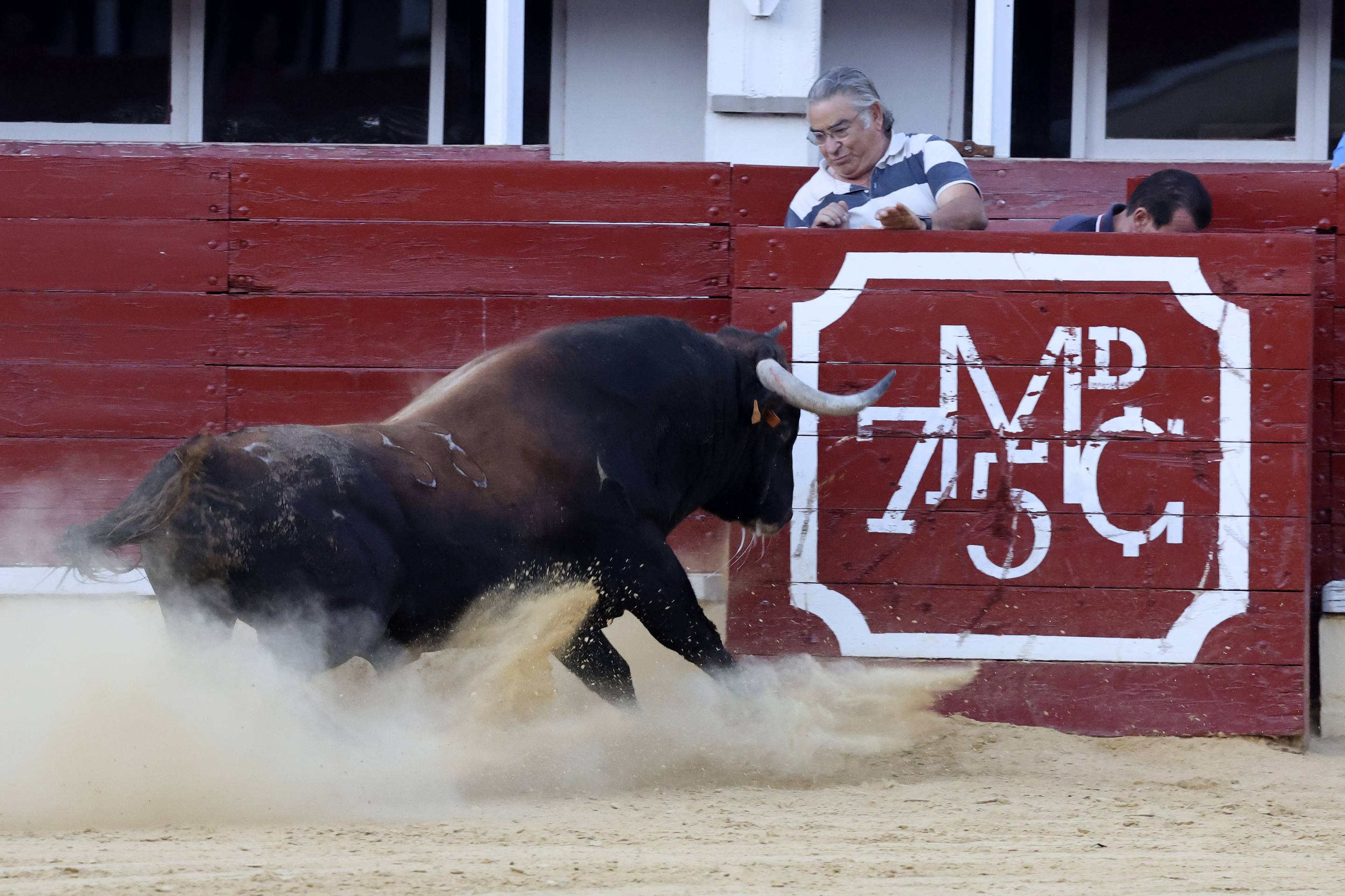 El encierro de bueyes y el desenjaule de novillos de Medina del Campo, en imágenes