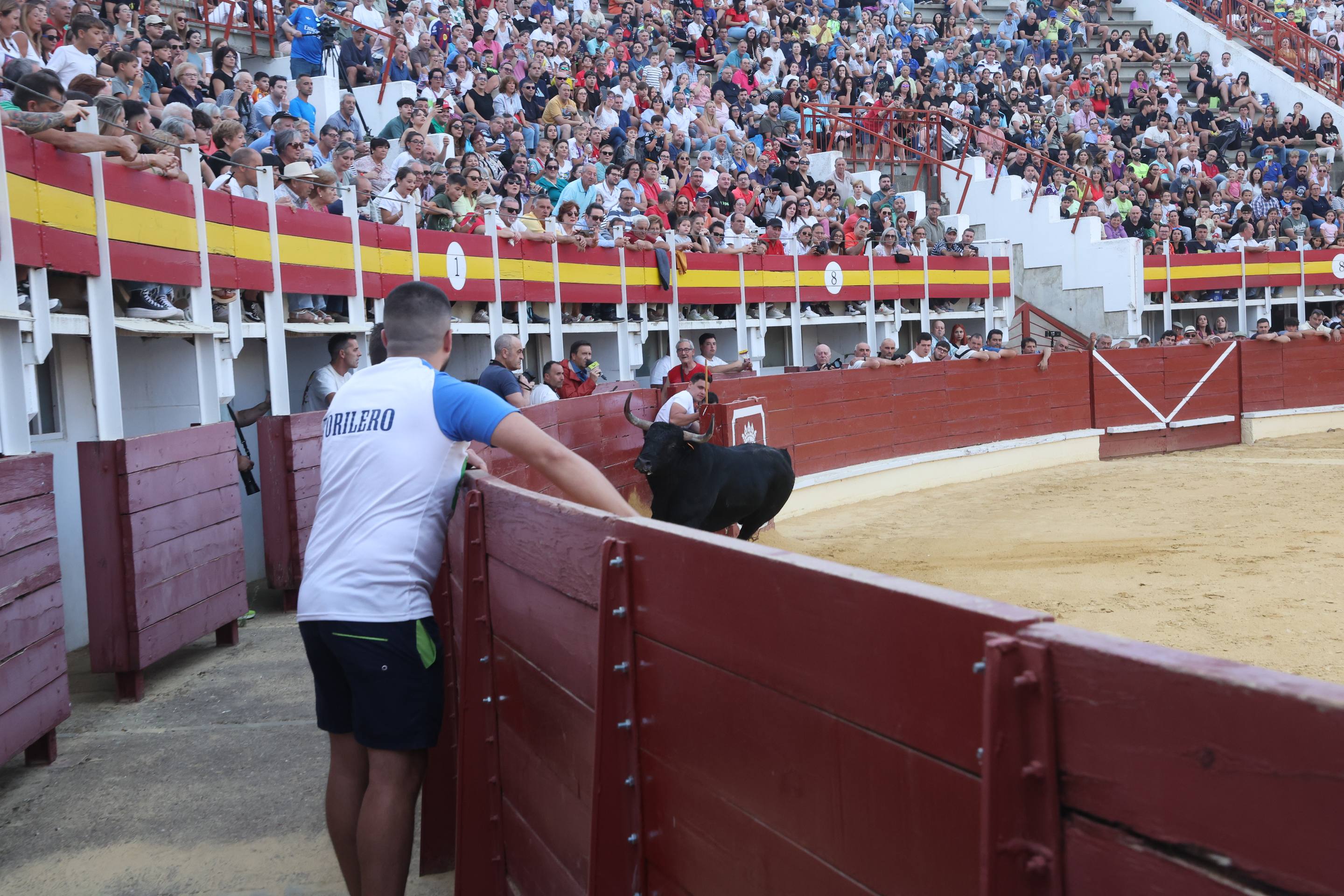 El encierro de bueyes y el desenjaule de novillos de Medina del Campo, en imágenes