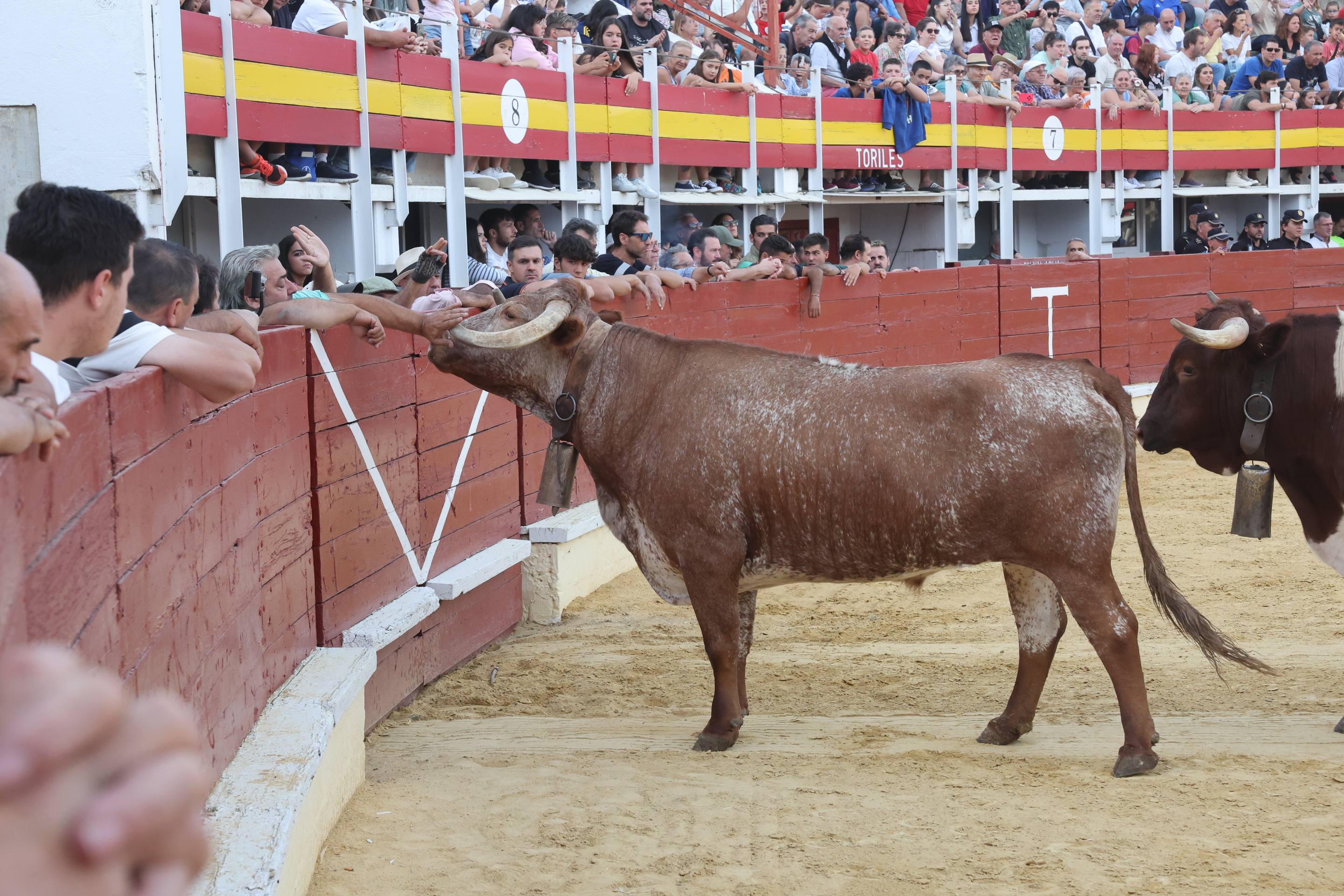 El encierro de bueyes y el desenjaule de novillos de Medina del Campo, en imágenes
