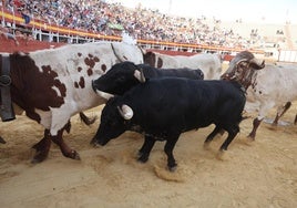 Imágenes del encierro de bueyes y el desenjaule celebrado este jueves en las calles de Medina del Campo