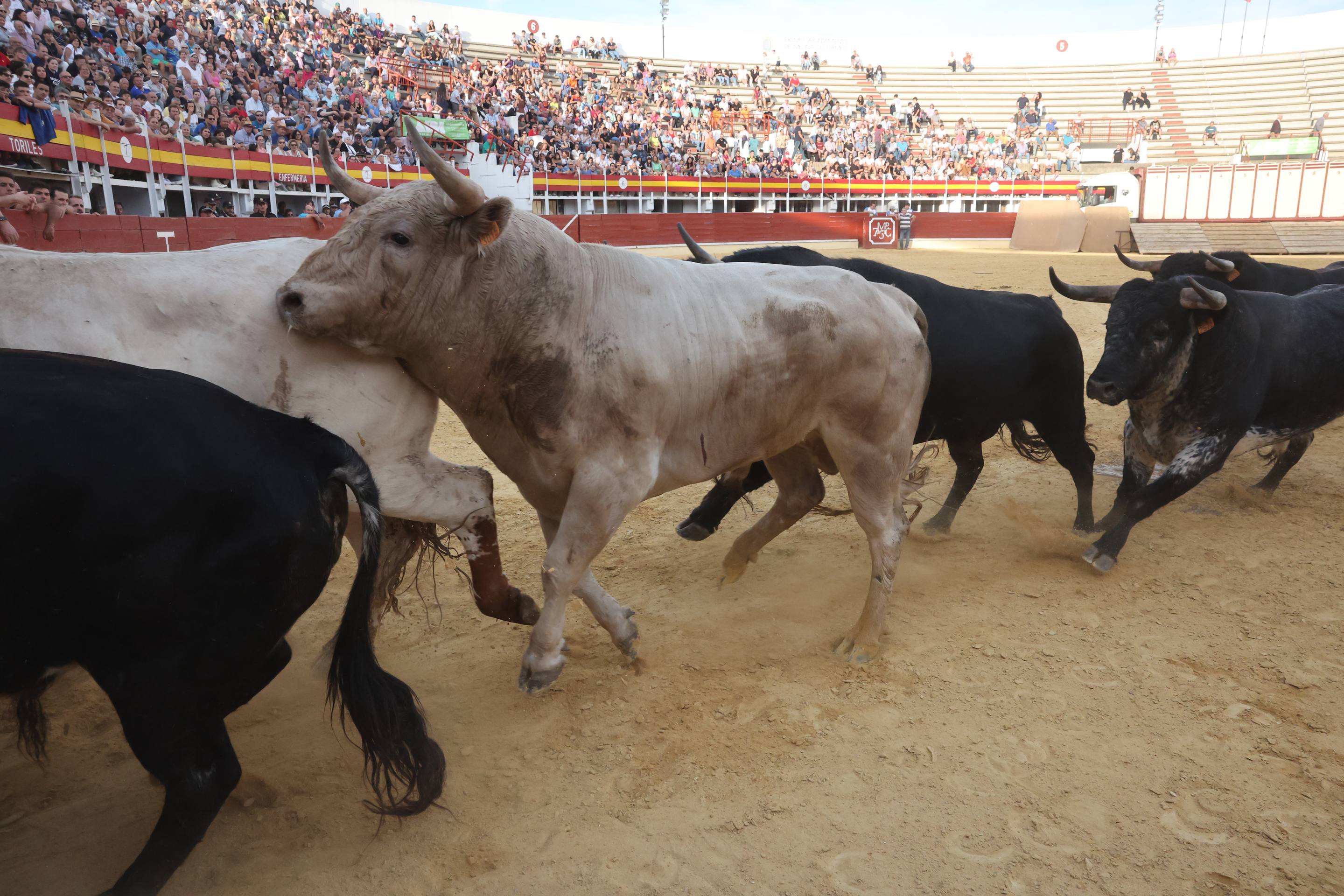 El encierro de bueyes y el desenjaule de novillos de Medina del Campo, en imágenes