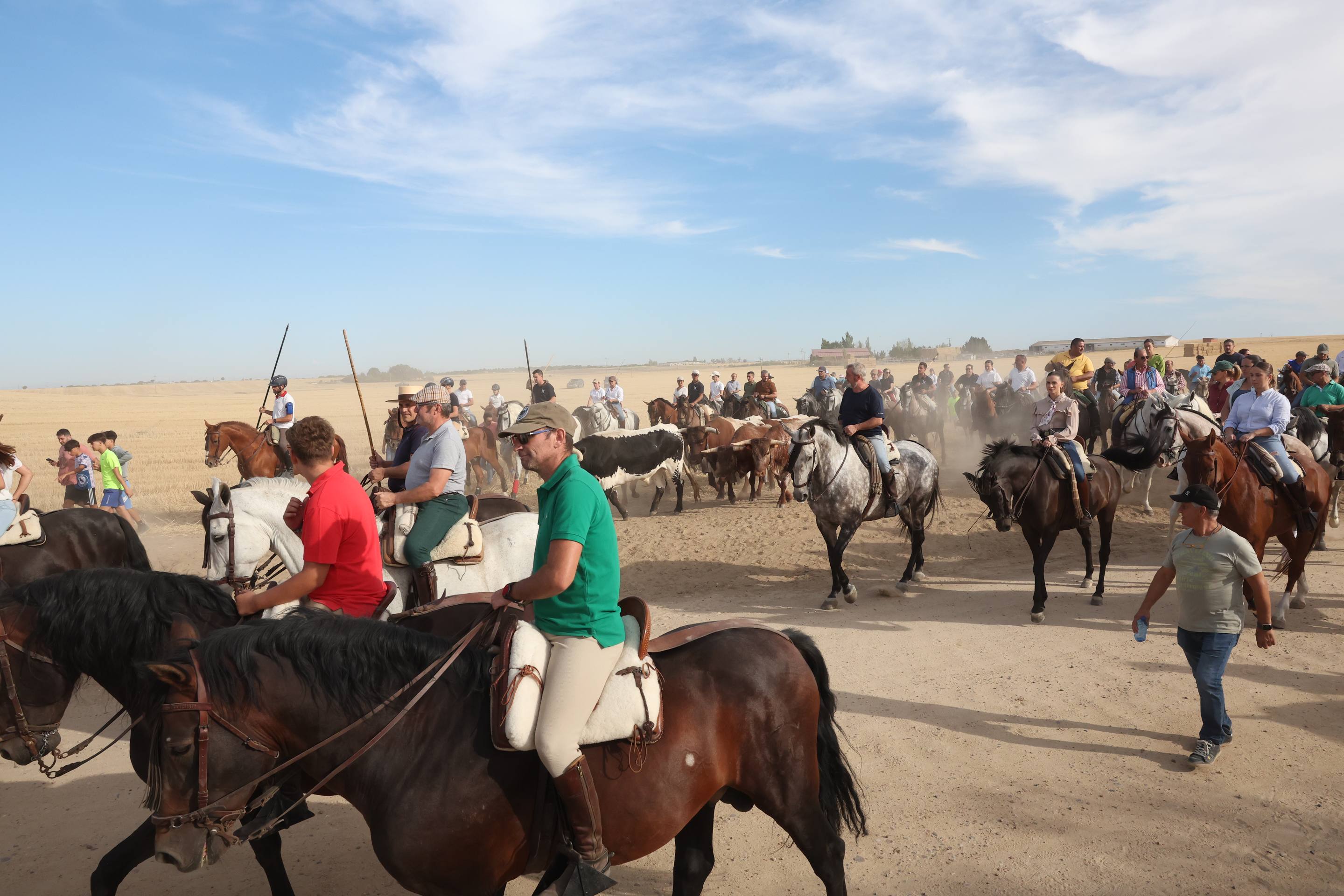 El encierro de bueyes y el desenjaule de novillos de Medina del Campo, en imágenes