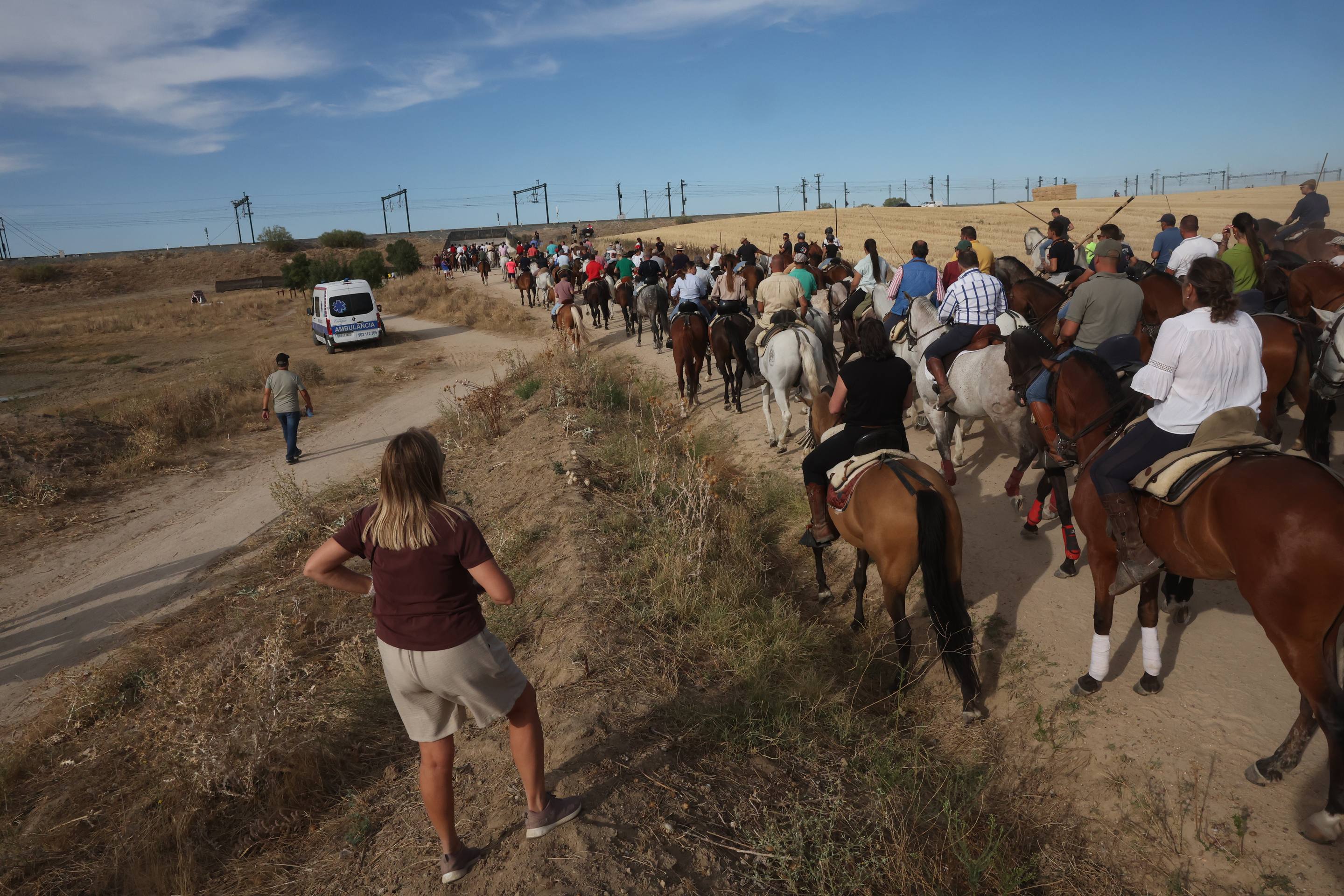 El encierro de bueyes y el desenjaule de novillos de Medina del Campo, en imágenes