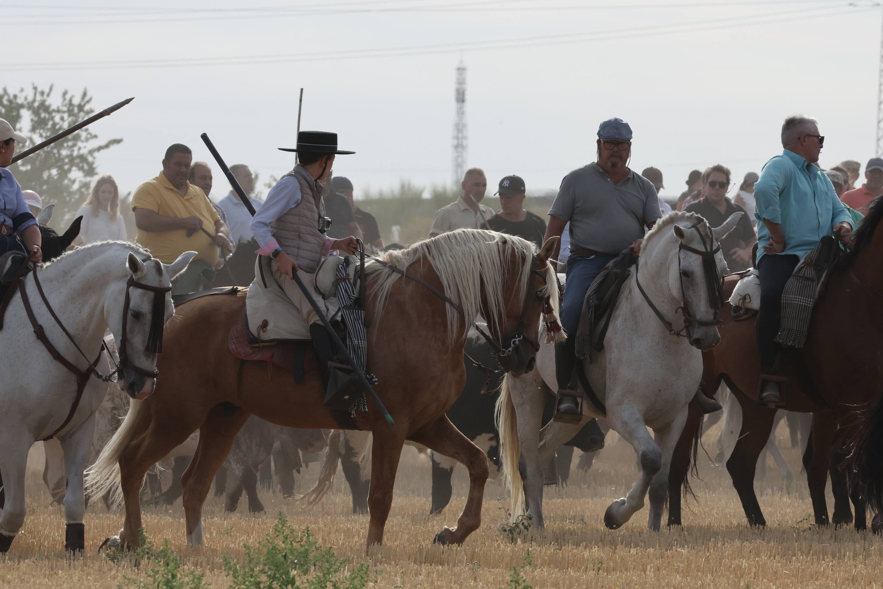 El encierro de bueyes y el desenjaule de novillos de Medina del Campo, en imágenes