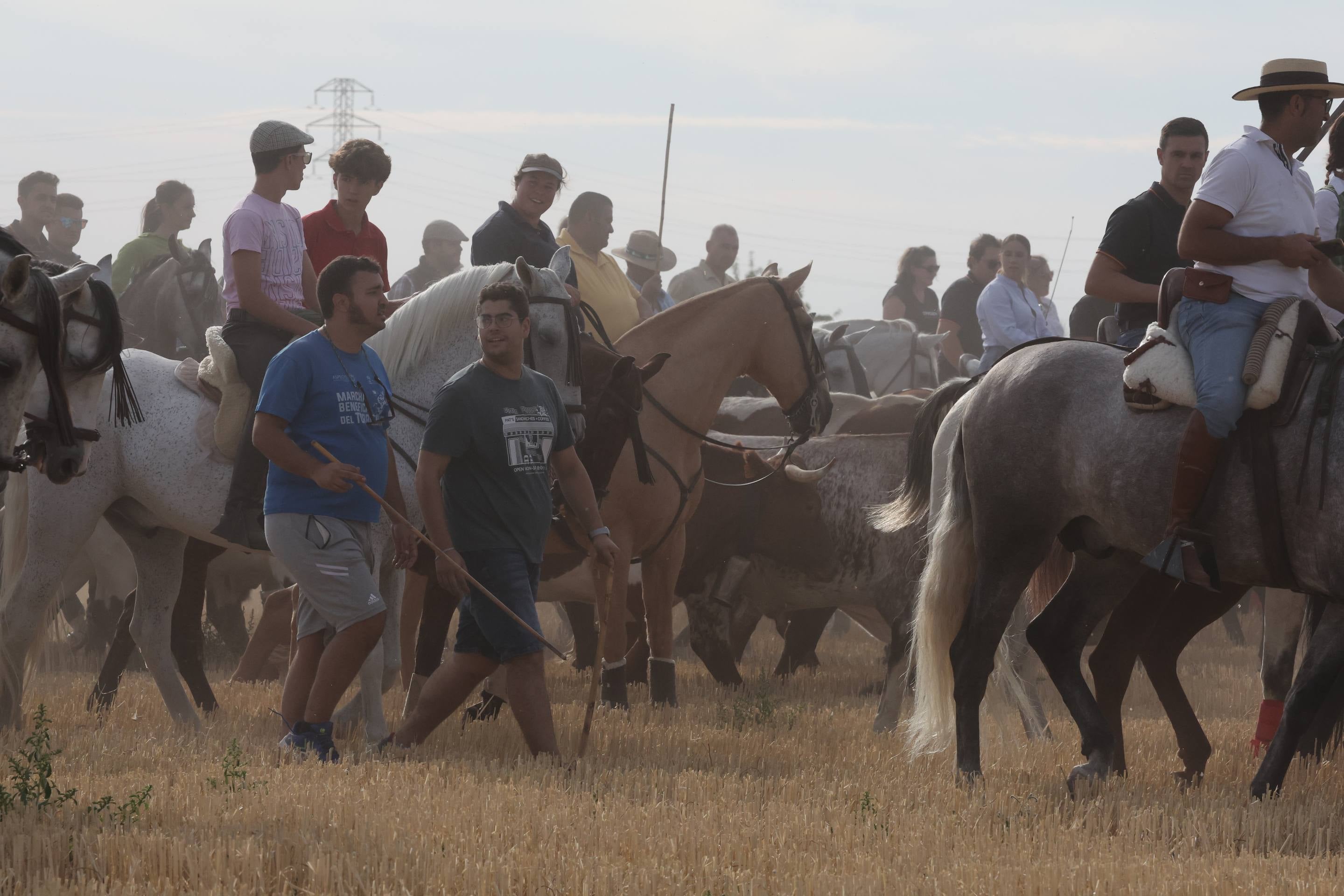 El encierro de bueyes y el desenjaule de novillos de Medina del Campo, en imágenes