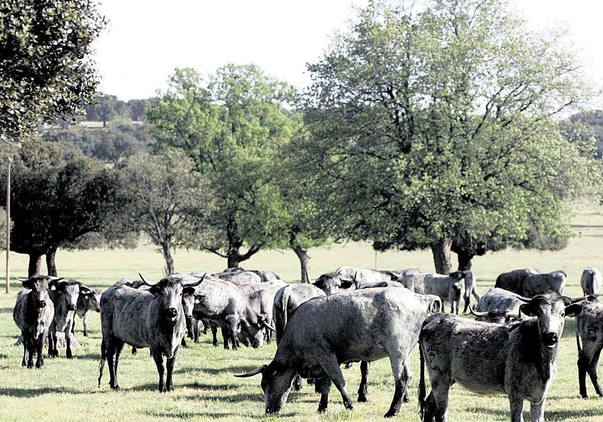 Vacas de la raza Morucha pastan en una dehesa de Salamanca.
