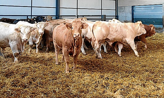 Explotación ganadera de vacuno en la provincia de Salamanca.