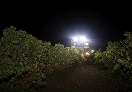 Vendimia nocturna en un viñedo de la DO Rueda, el lunes por la noche.
