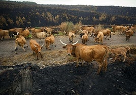 Varias vacas en terrenos calcinados tras los incendios en Galicia.