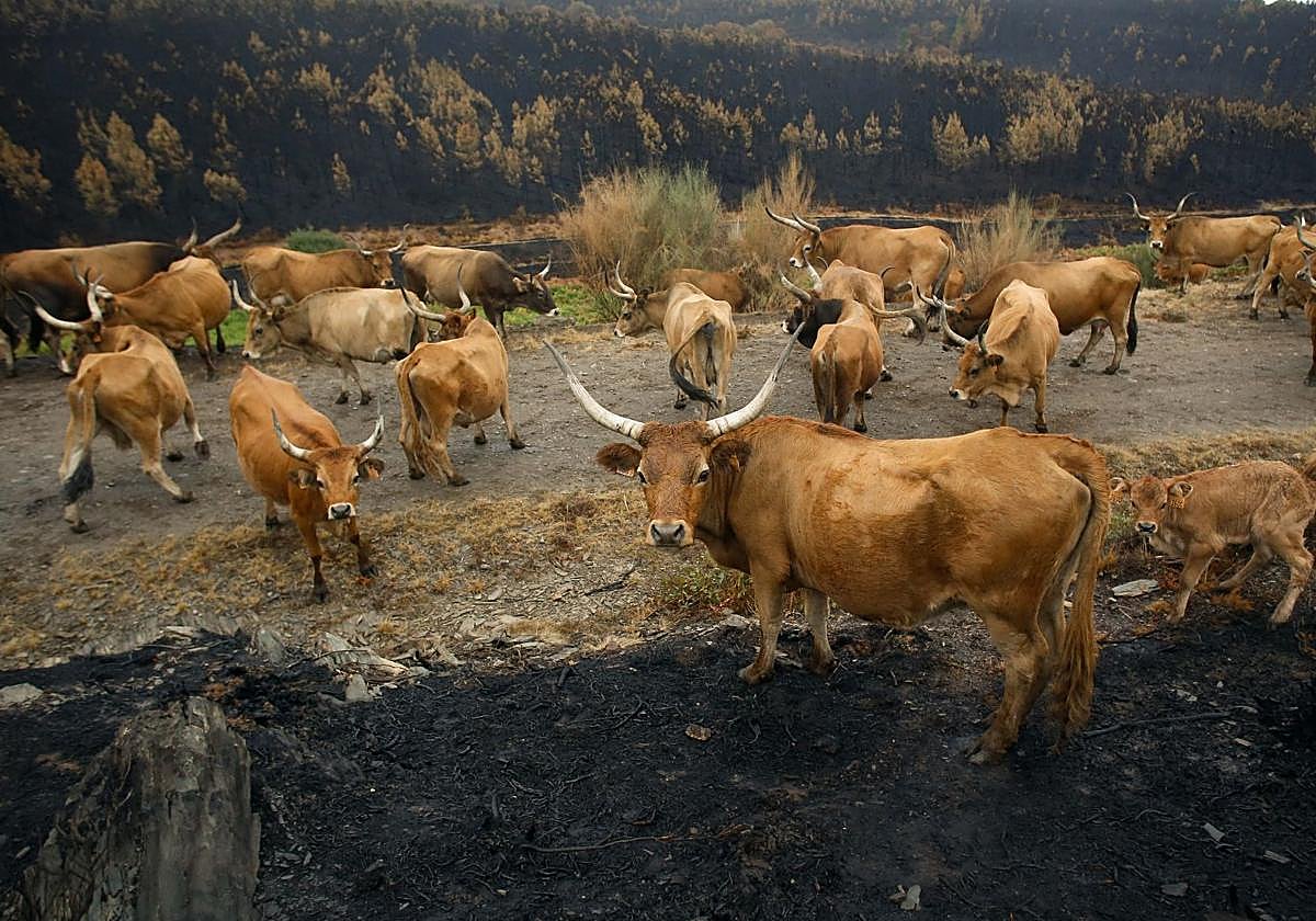 Varias vacas en terrenos calcinados tras los incendios en Galicia.