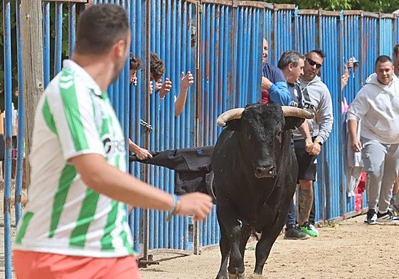 Imágenes del encierro celebrado este viernes en Fresno el Viejo