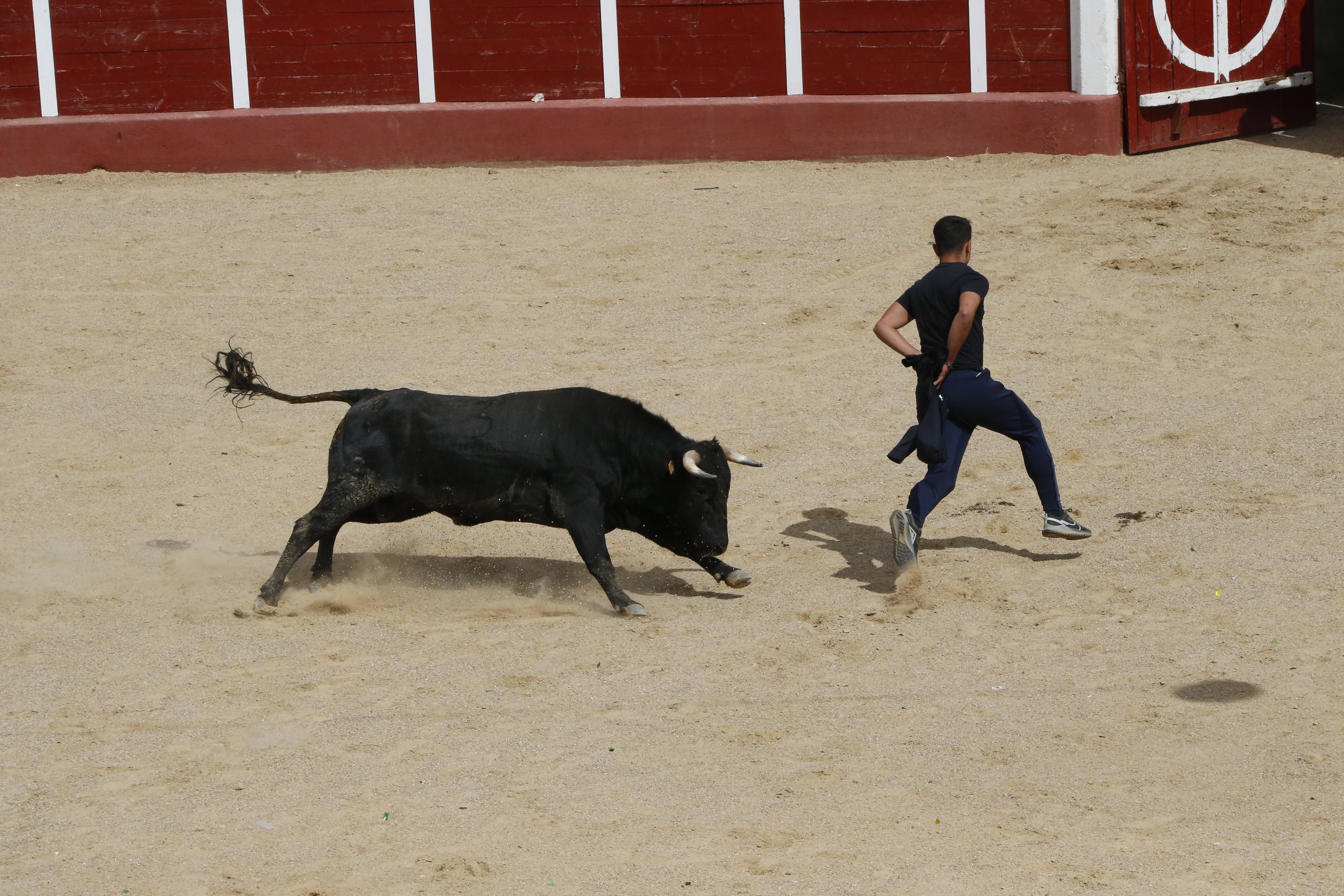 Las imágenes del encierro en Fresno el Viejo