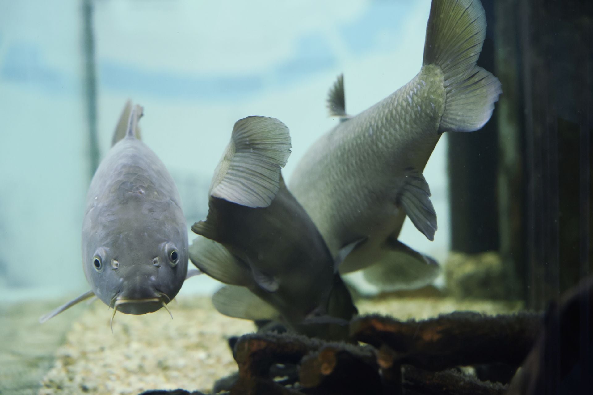 Las imágenes de las especies invasoras de el Pisuerga