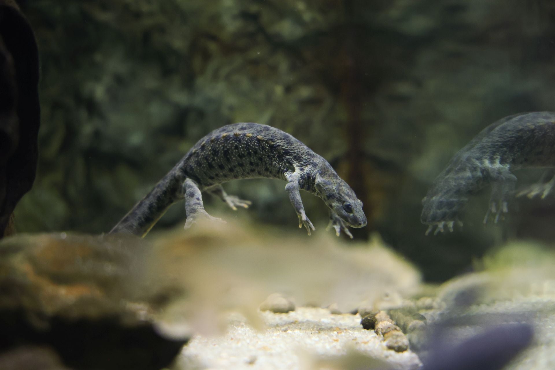 Las imágenes de las especies invasoras de el Pisuerga