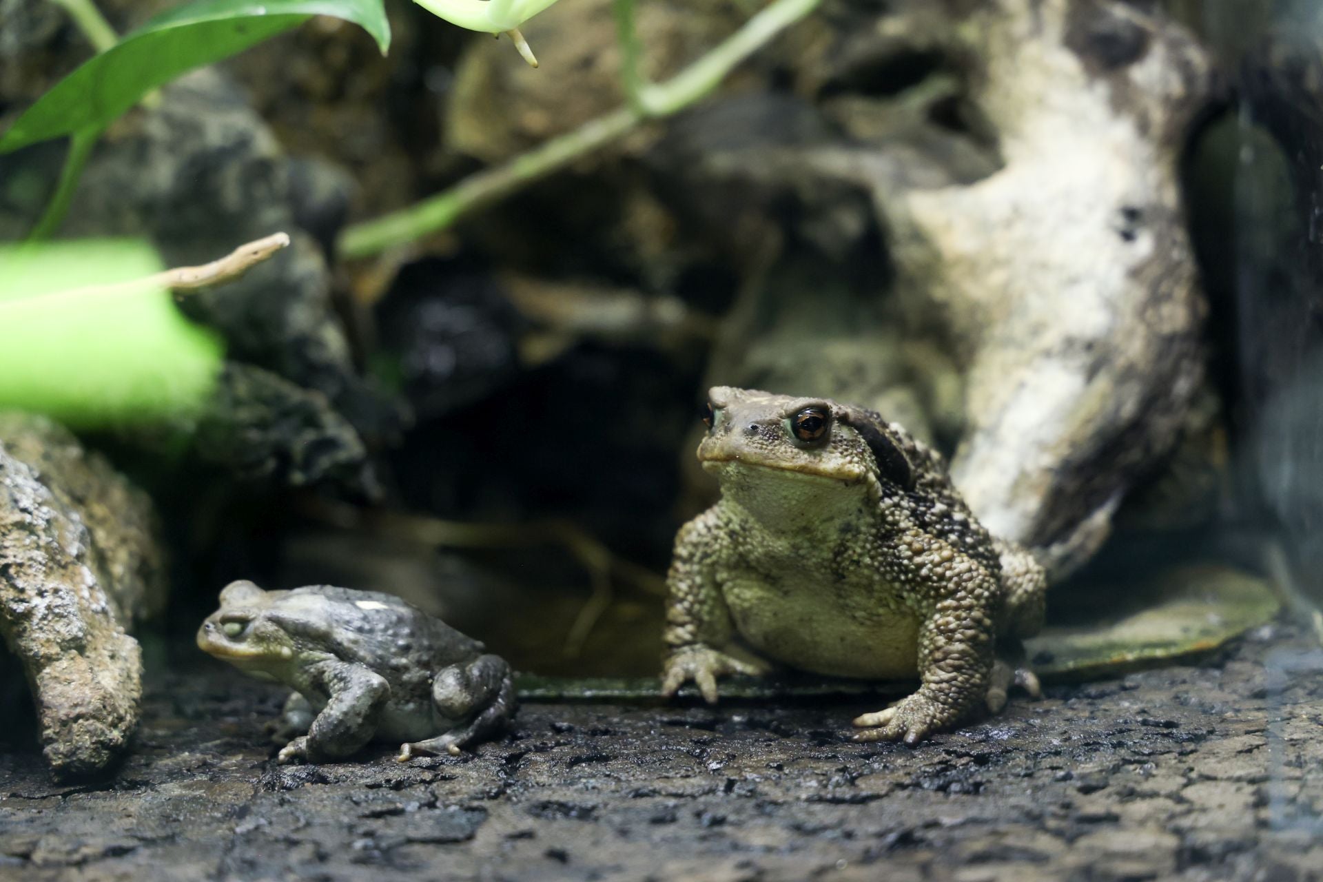 Las imágenes de las especies invasoras de el Pisuerga