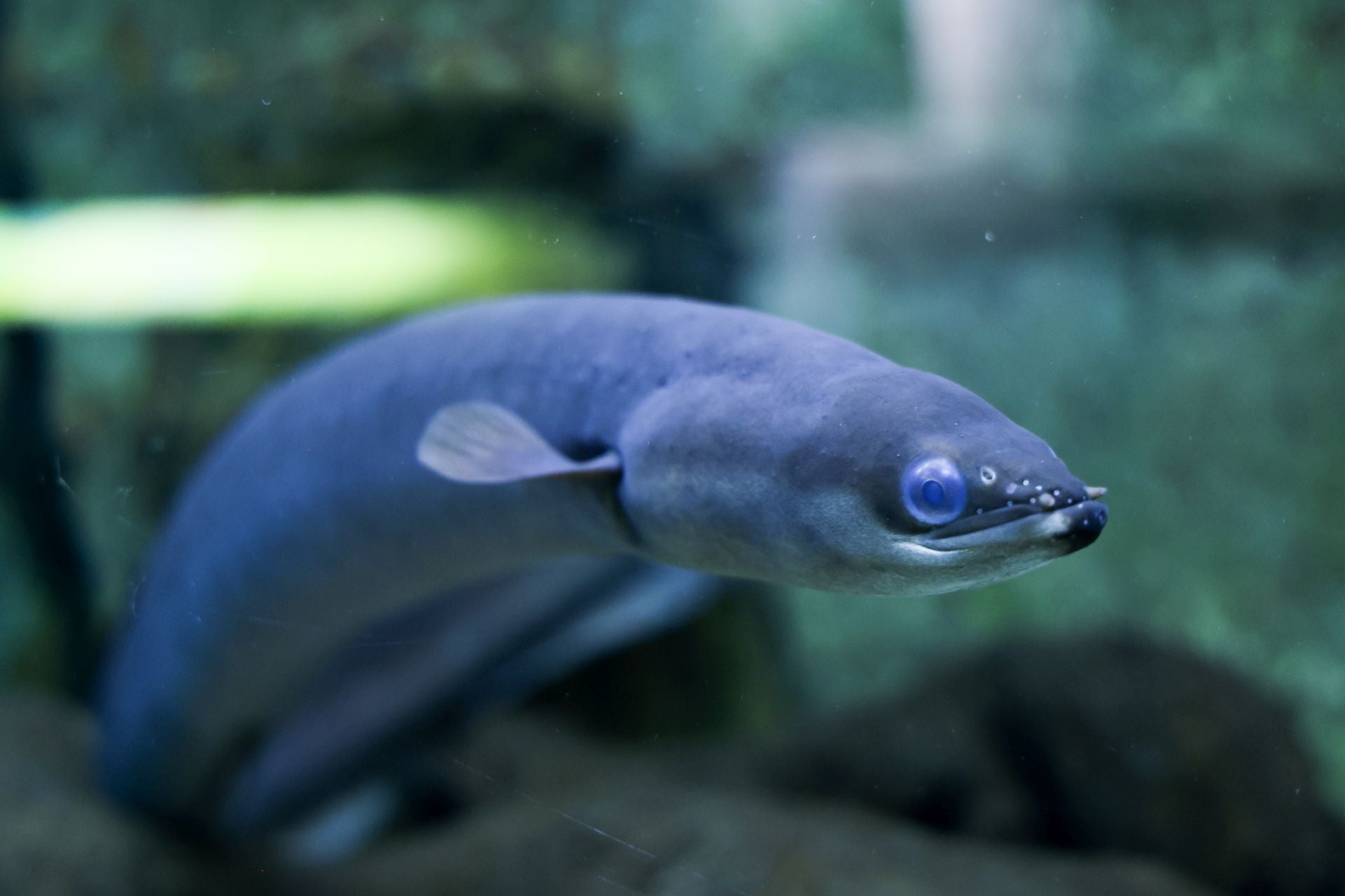 Las imágenes de las especies invasoras de el Pisuerga