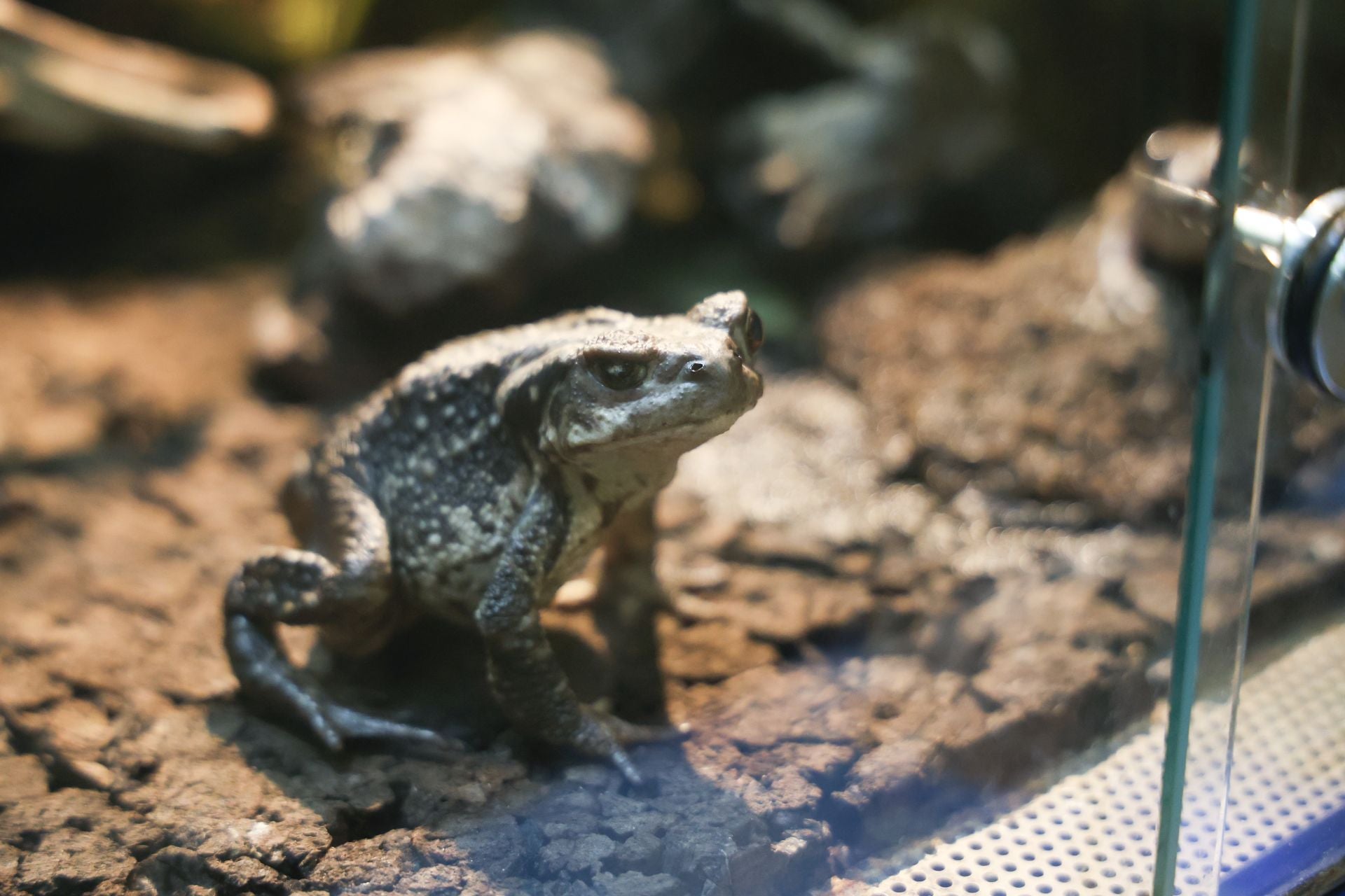 Las imágenes de las especies invasoras de el Pisuerga