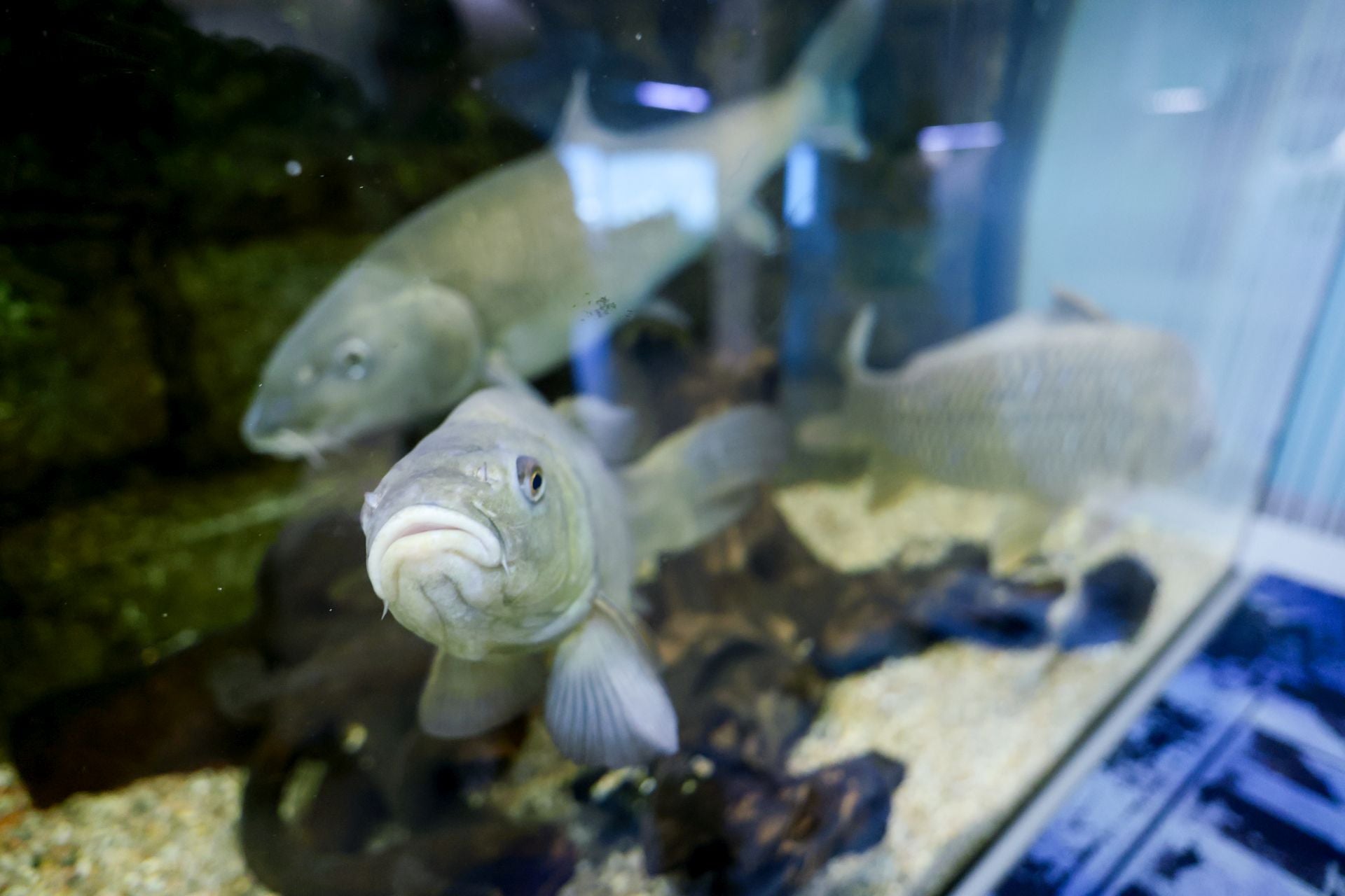 Las imágenes de las especies invasoras de el Pisuerga