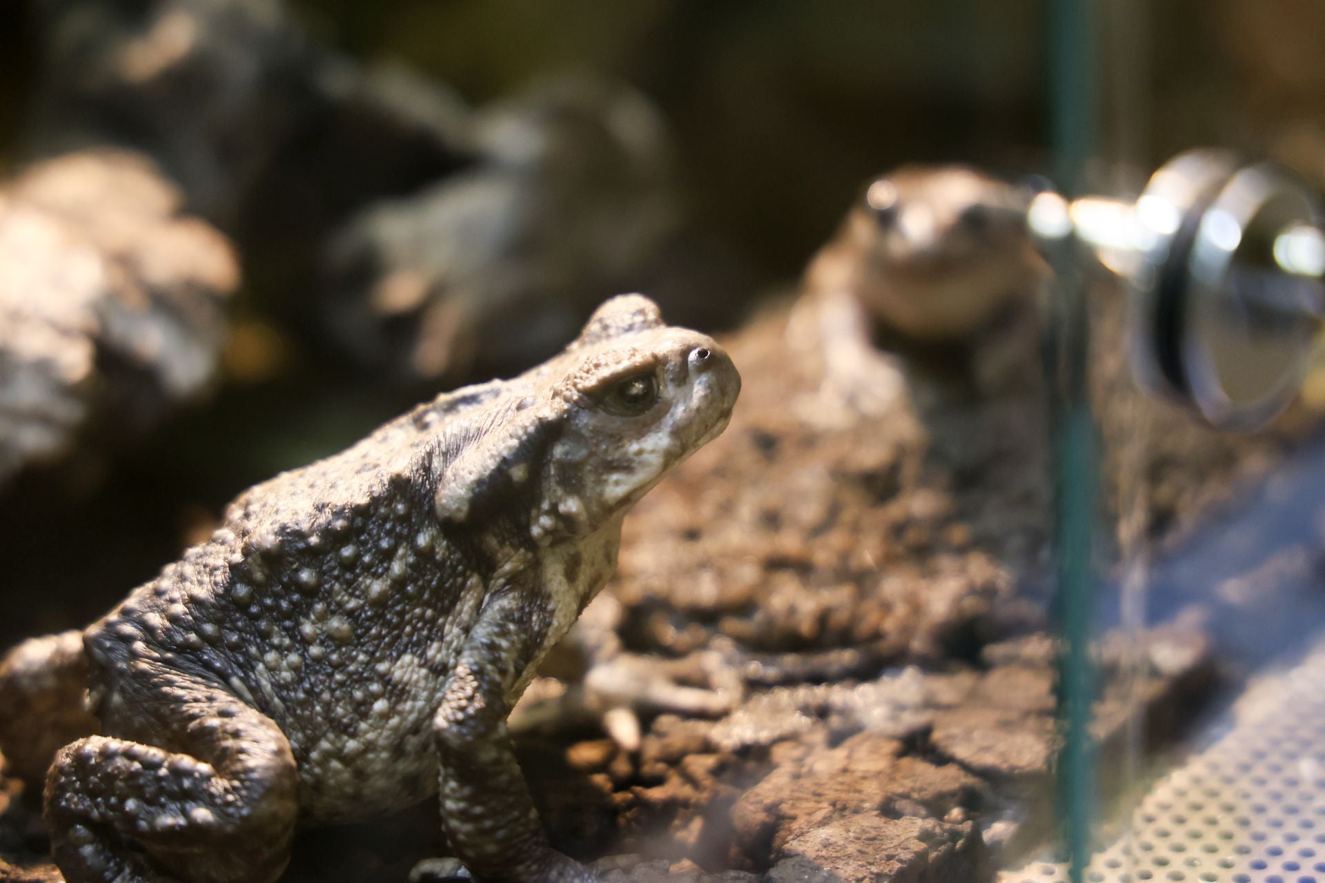 Las imágenes de las especies invasoras de el Pisuerga
