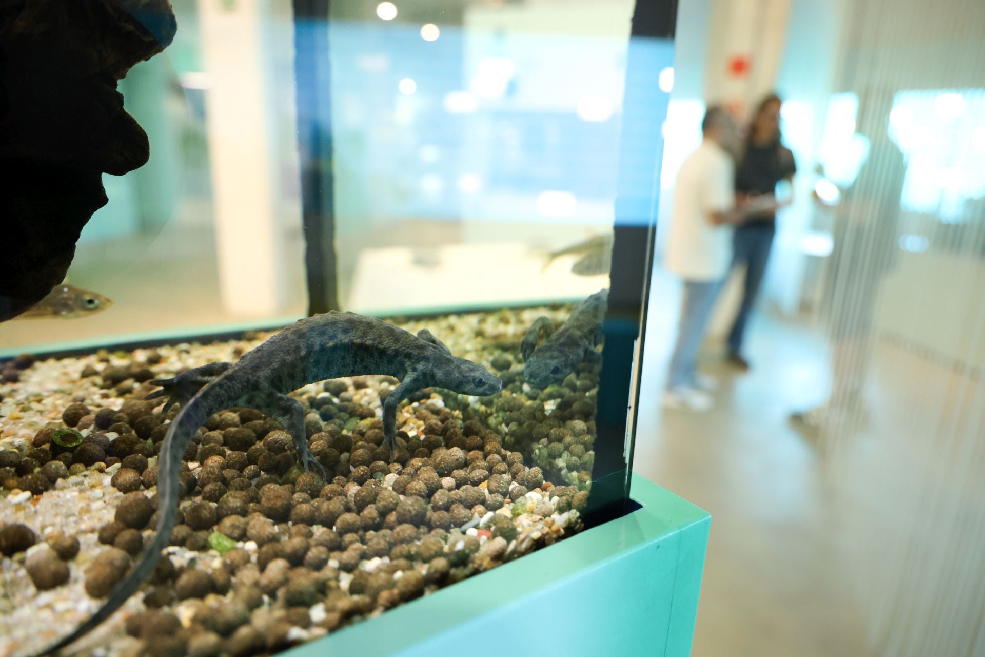 Las imágenes de las especies invasoras de el Pisuerga