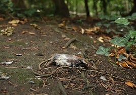Cadáver de una rata en el Campo Grande de Valladolid