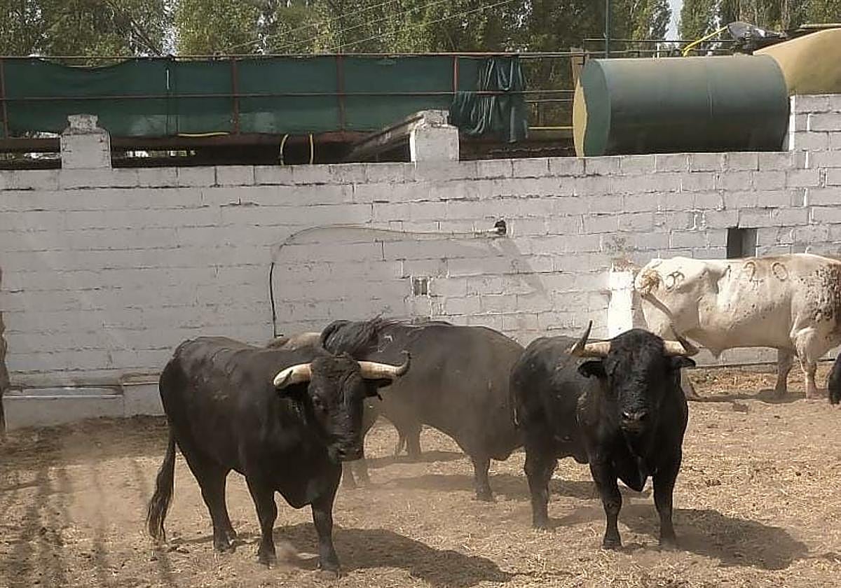 Algunos de los toros de la ganadería Araúz de Robles para el encierro del domingo.