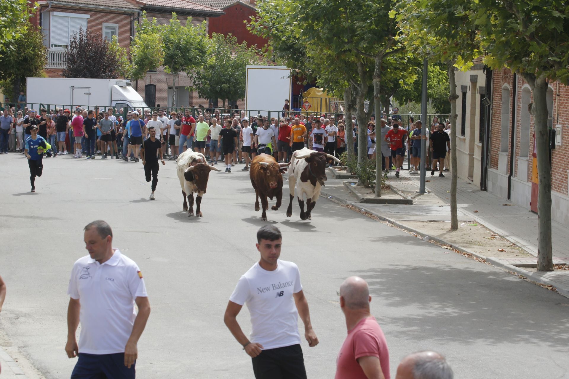 Encierro del sábado por la mañana en Ataquines