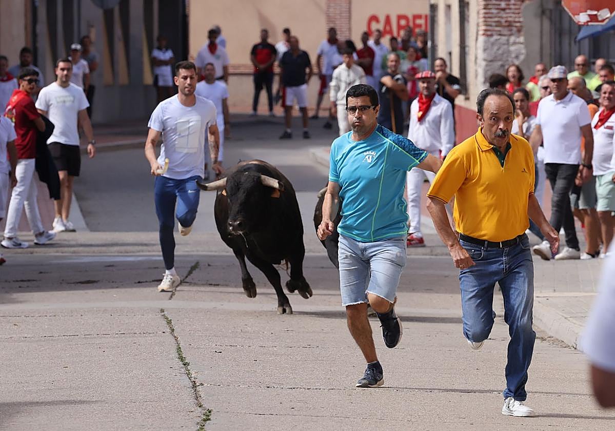 Encierro del sábado por la mañana en Pedrajas de San Esteban