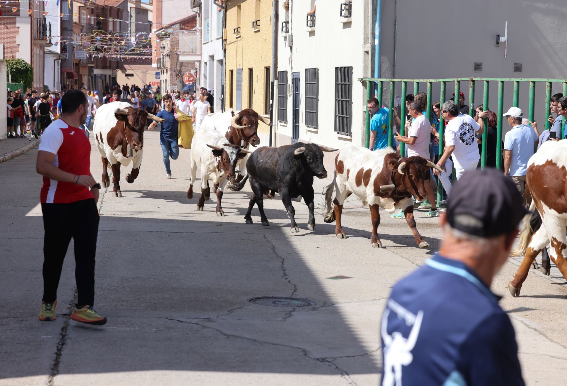 Encierro del sábado por la mañana en Pedrajas de San Esteban