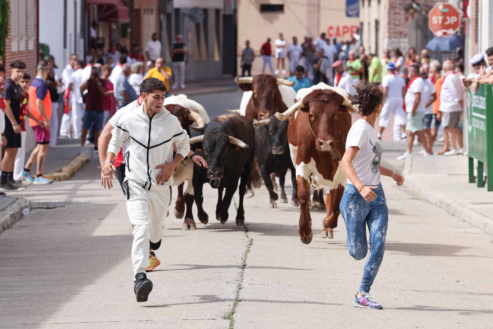 Encierro del sábado por la mañana en Pedrajas de San Esteban