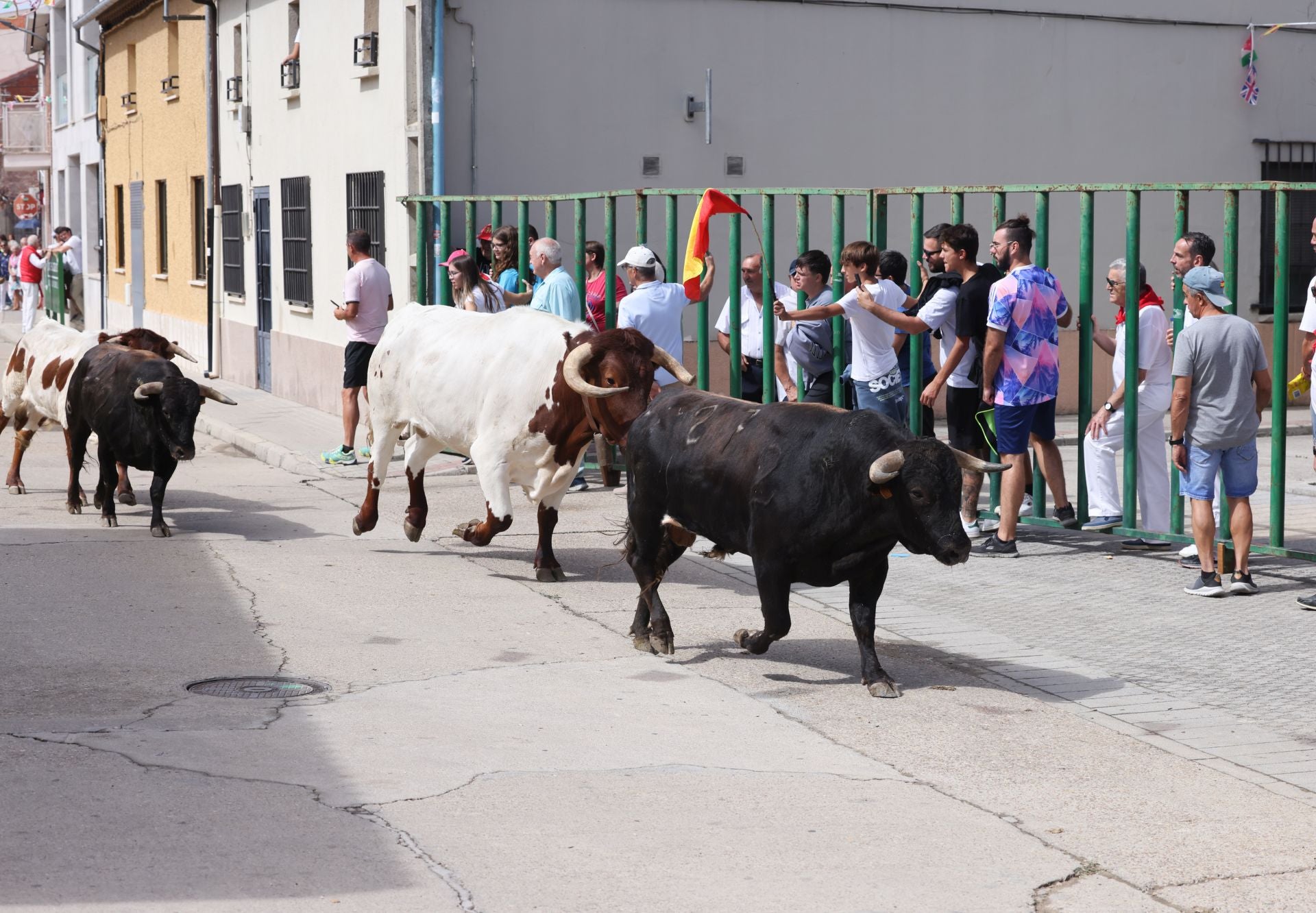 Encierro del sábado por la mañana en Pedrajas de San Esteban