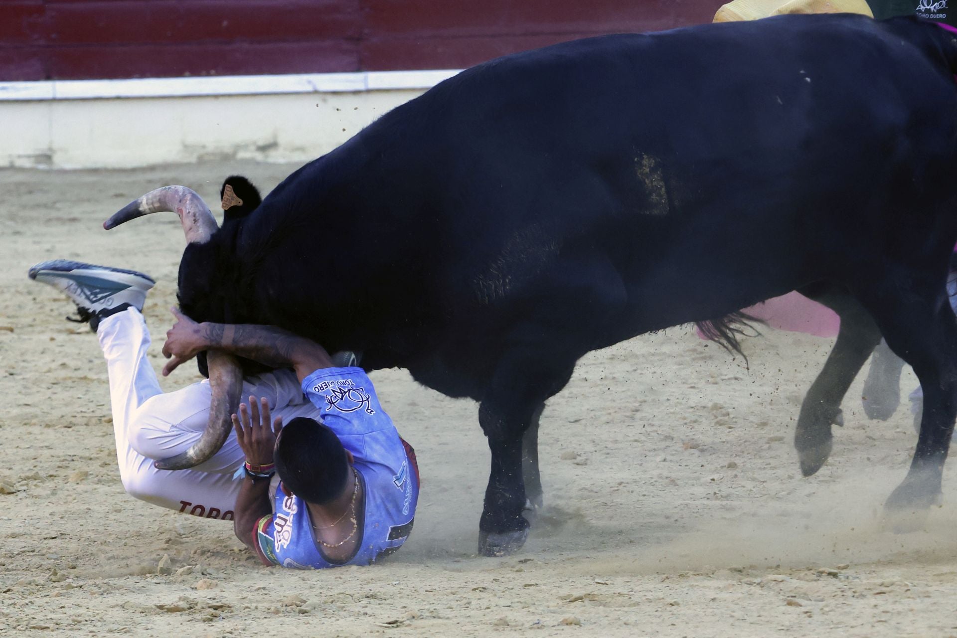Las imágenes del concurso de cortes en Medina del Campo
