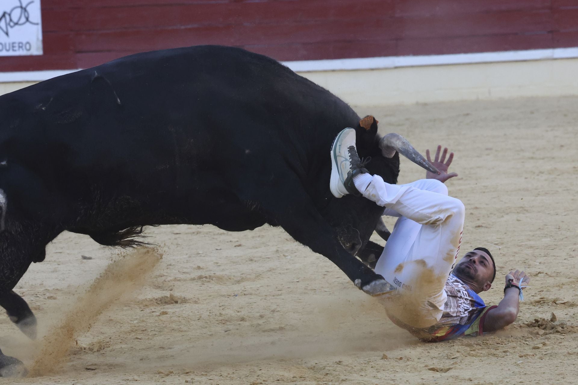 Las imágenes del concurso de cortes en Medina del Campo