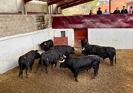 Toros de la corrida de rejones.