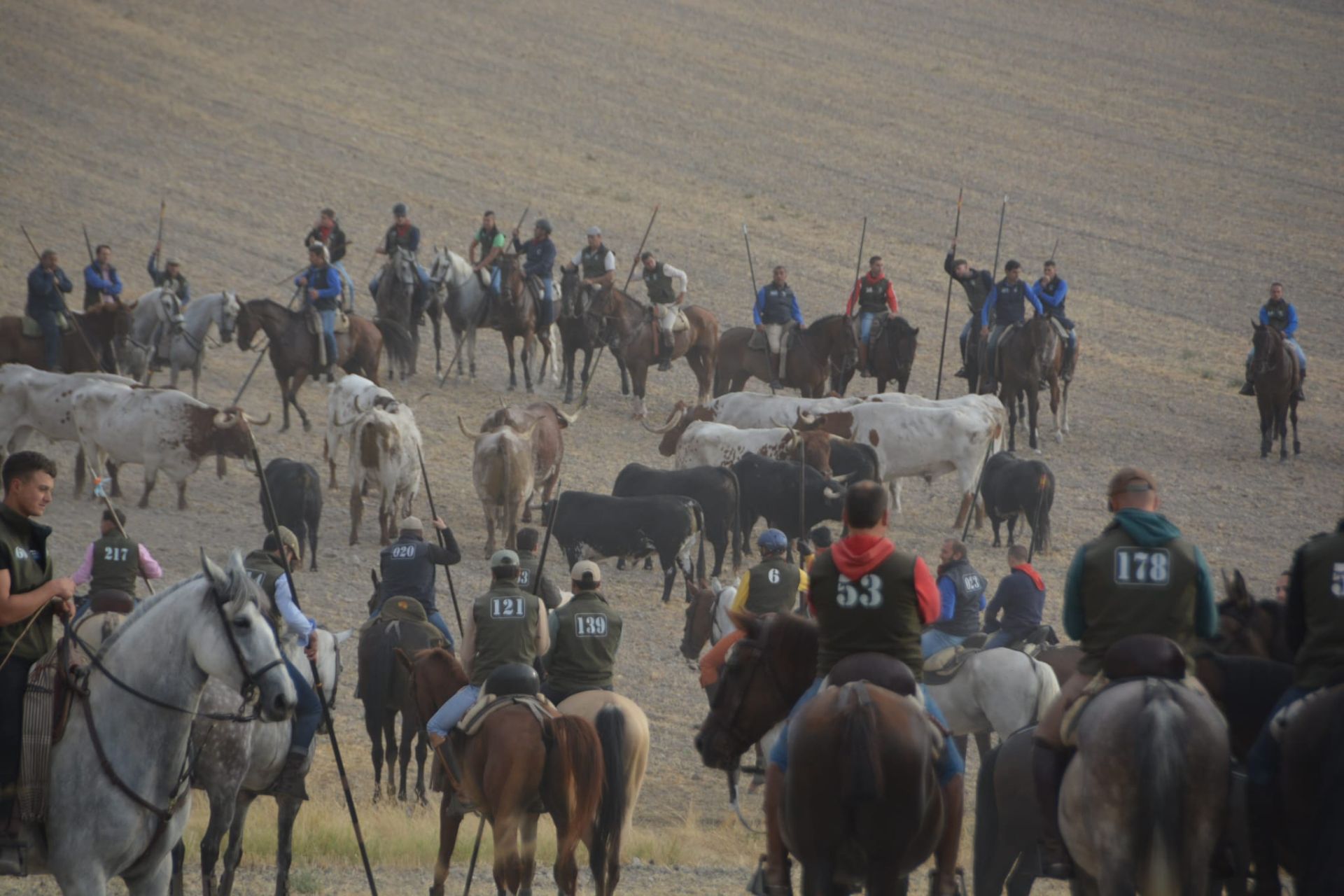 Fotos del tramo por el campo del primer encierro de Cuéllar