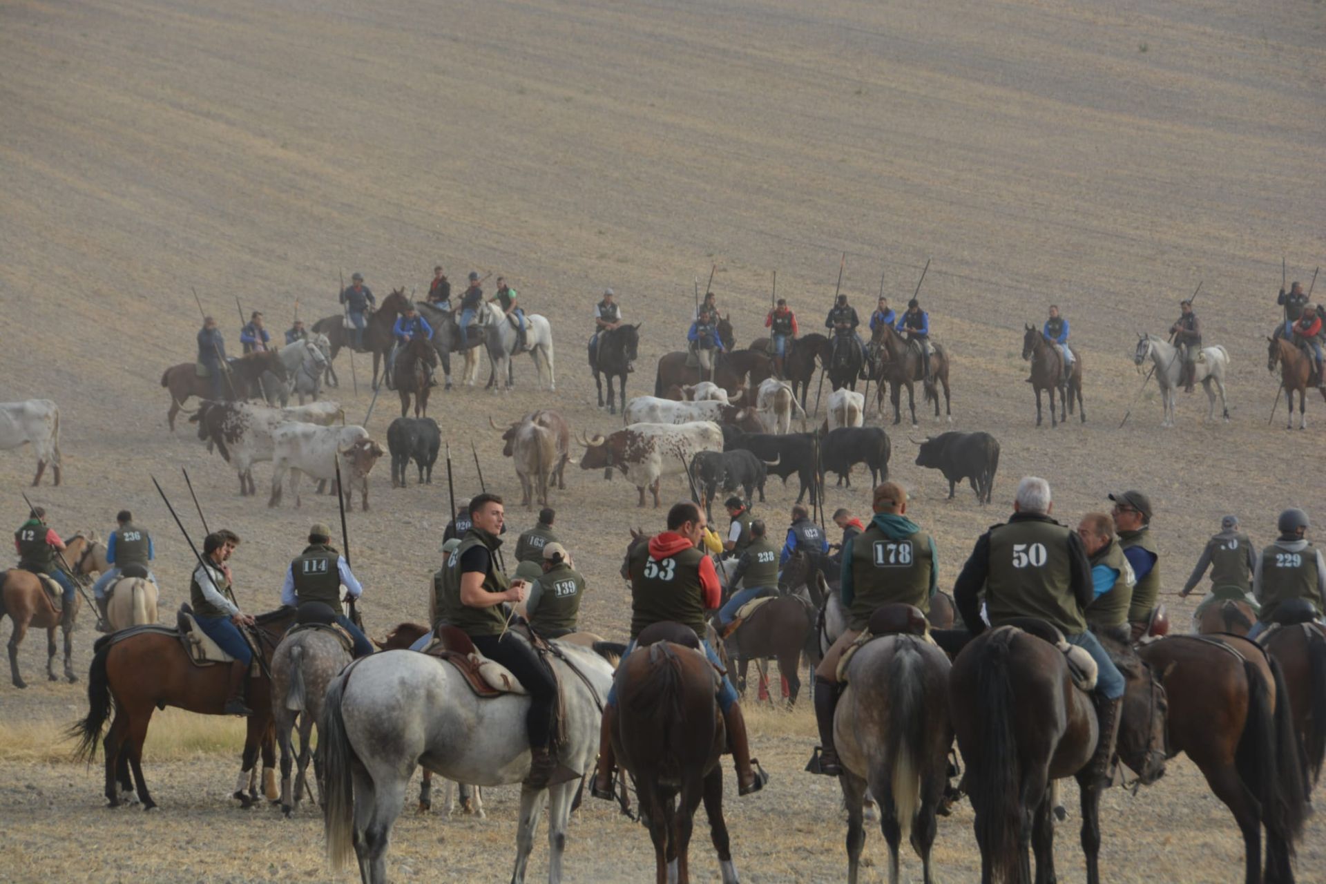 Fotos del tramo por el campo del primer encierro de Cuéllar