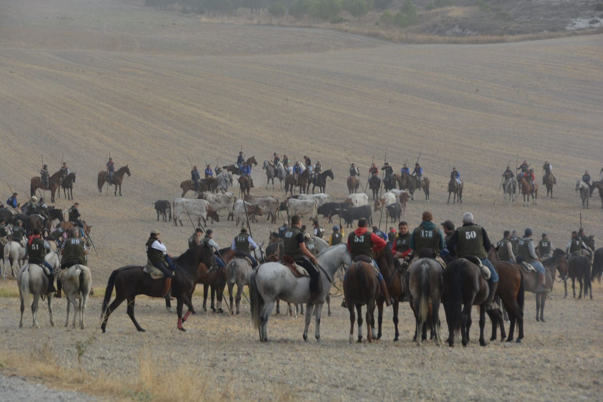 Fotos del tramo por el campo del primer encierro de Cuéllar